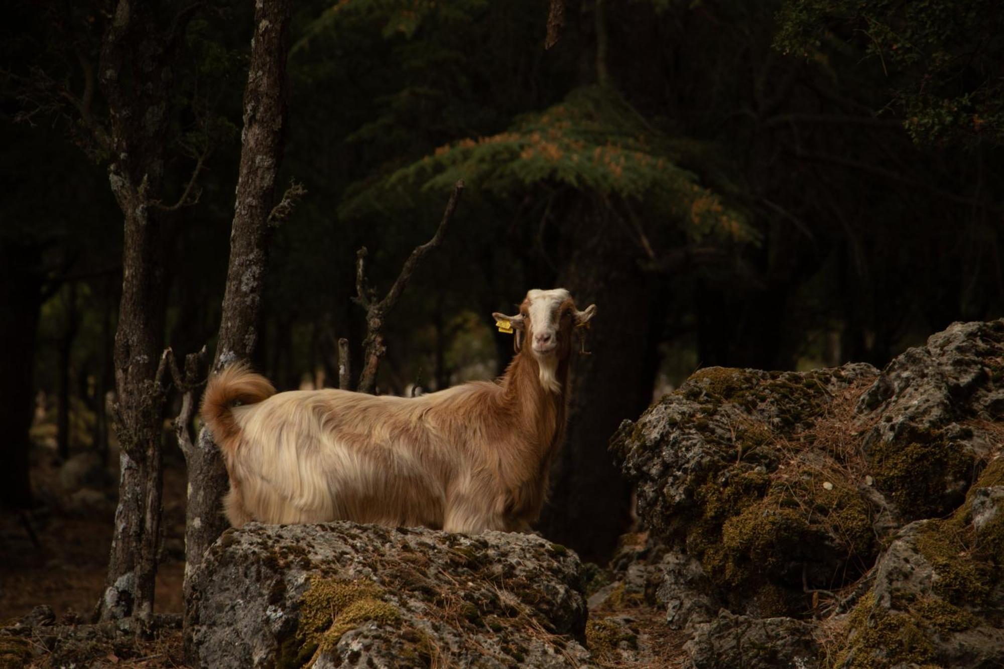 Babakamp Eco Ranch & Retreat Ξενοδοχείο Ολουντενίζ Εξωτερικό φωτογραφία